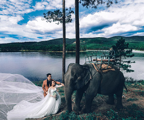 Mới: Album cưới siêu độc với chú voi đáng yêu