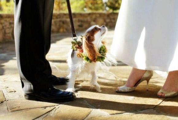 Chụp hình cưới với thú cưng