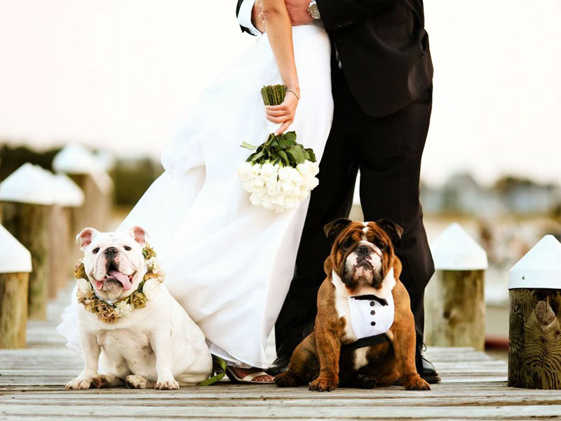 Mốt chụp hình cưới cực đáng yêu với cún cưng